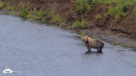 Kodiak Alaska Brown Bears Live Webcam - Aug 13, 2026, 8:01pm AKDT