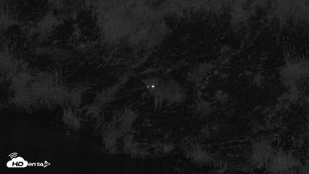 Kodiak Alaska Brown Bears Live Webcam - Aug 18, 2026, 10:51pm AKDT