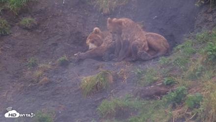 Kodiak Alaska Brown Bears Live Webcam - Aug 13, 2026, 5:08pm AKDT