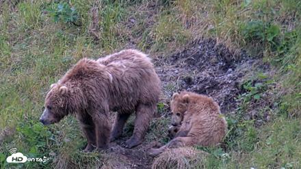 Kodiak Alaska Brown Bears Live Webcam - Aug 3, 2026, 8:30pm AKDT