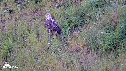 Kodiak Alaska Brown Bears Live Webcam - Jul 30, 2026, 8:41pm AKDT