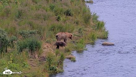 Kodiak Alaska Brown Bears Live Webcam - Aug 9, 2026, 4:25pm AKDT