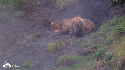 Kodiak Alaska Brown Bears Live Webcam - Aug 13, 2026, 5:07pm AKDT