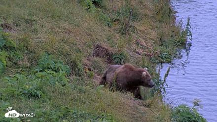 Kodiak Alaska Brown Bears Live Webcam - Aug 3, 2026, 6:37am AKDT