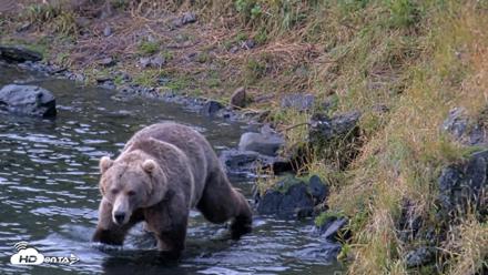 Kodiak Alaska Brown Bears Live Webcam - Aug 14, 2026, 7:40am AKDT