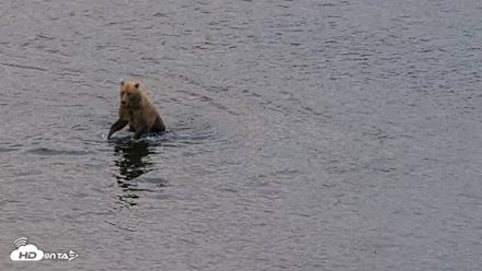 Kodiak Alaska Brown Bears Live Webcam - Aug 6, 2026, 6:57am AKDT