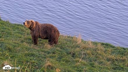 Kodiak Alaska Brown Bears Live Webcam - Oct 2, 2026, 6:45pm AKDT