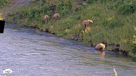 Kodiak Alaska Brown Bears Live Webcam - Jul 24, 2026, 6:46pm AKDT
