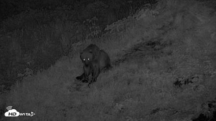 Kodiak Alaska Brown Bears Live Webcam - Aug 1, 2026, 12:40am AKDT