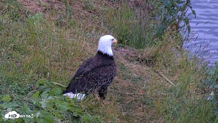 Kodiak Alaska Brown Bears Live Webcam - Aug 3, 2026, 6:27am AKDT