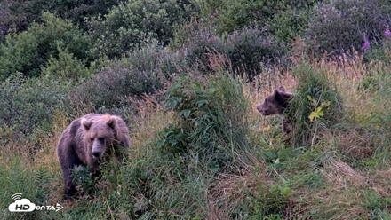Kodiak Alaska Brown Bears Live Webcam - Aug 21, 2026, 7:35am AKDT