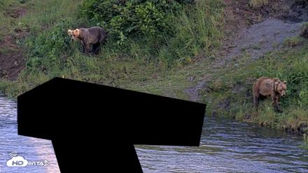 Kodiak Alaska Brown Bears Live Webcam - Jul 24, 2026, 7:38pm AKDT