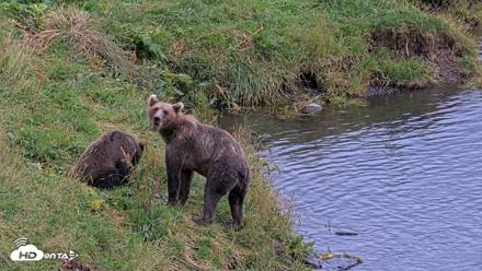 Kodiak Alaska Brown Bears Live Webcam - Aug 20, 2026, 8:25pm AKDT