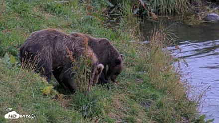Kodiak Alaska Brown Bears Live Webcam - Aug 20, 2026, 8:40pm AKDT