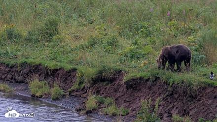 Kodiak Alaska Brown Bears Live Webcam - Aug 17, 2026, 7:12pm AKDT
