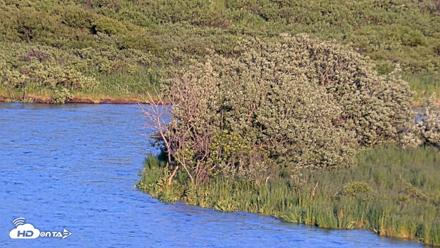 Kodiak Alaska Brown Bears Live Webcam - Jul 24, 2026, 9:40pm AKDT