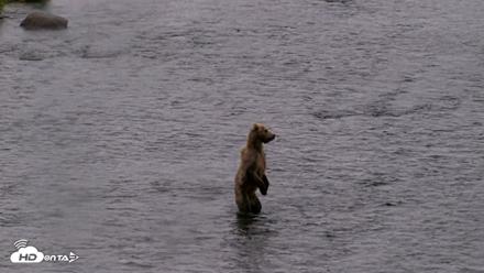 Kodiak Alaska Brown Bears Live Webcam - Aug 12, 2026, 1:33pm AKDT