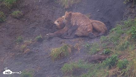 Kodiak Alaska Brown Bears Live Webcam - Aug 13, 2026, 5:10pm AKDT