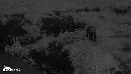 Kodiak Alaska Brown Bears Live Webcam - Aug 11, 2026, 10:57pm AKDT