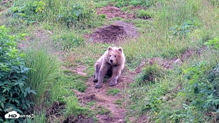 Kodiak Alaska Brown Bears Live Webcam - Aug 6, 2026, 5:09pm AKDT