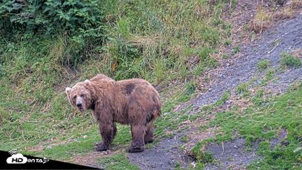 Kodiak Alaska Brown Bears Live Webcam - Aug 4, 2026, 8:58pm AKDT