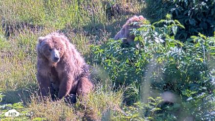 Kodiak Alaska Brown Bears Live Webcam - Jul 30, 2026, 6:04pm AKDT