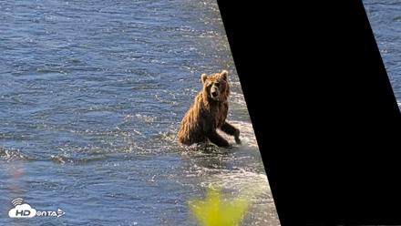 Kodiak Alaska Brown Bears Live Webcam - Jul 30, 2026, 11:16am AKDT
