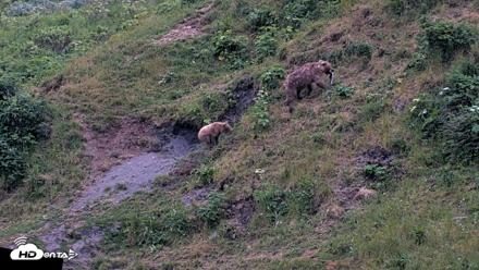 Kodiak Alaska Brown Bears Live Webcam - Aug 2, 2026, 10:16pm AKDT