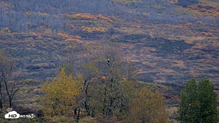 Kodiak Alaska Brown Bears Live Webcam - Oct 8, 2026, 8:54am AKDT