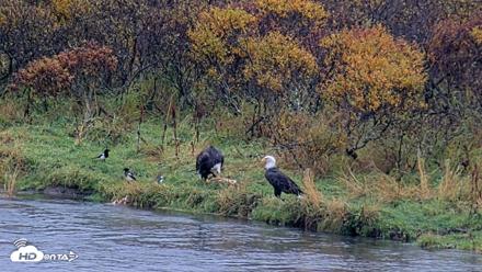 Kodiak Alaska Brown Bears Live Webcam - Oct 5, 2026, 12:01pm AKDT