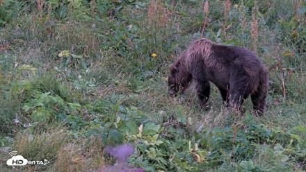 Kodiak Alaska Brown Bears Live Webcam - Aug 19, 2026, 6:00pm AKDT
