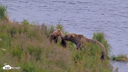 Kodiak Alaska Brown Bears Live Webcam - Aug 9, 2026, 4:29pm AKDT