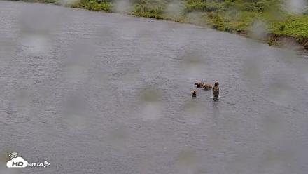Kodiak Alaska Brown Bears Live Webcam - Aug 12, 2026, 4:20pm AKDT