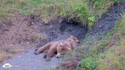 Kodiak Alaska Brown Bears Live Webcam - Aug 1, 2026, 8:41pm AKDT