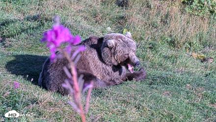 Kodiak Alaska Brown Bears Live Webcam - Aug 23, 2026, 6:35pm AKDT