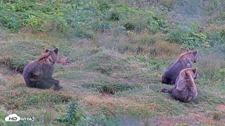 Kodiak Alaska Brown Bears Live Webcam - Aug 12, 2026, 4:53pm AKDT