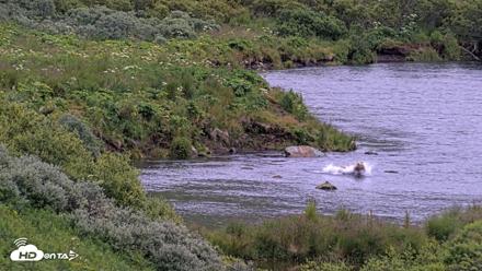 Kodiak Alaska Brown Bears Live Webcam - Aug 5, 2026, 6:48am AKDT