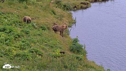 Kodiak Alaska Brown Bears Live Webcam - Aug 4, 2026, 4:48pm AKDT