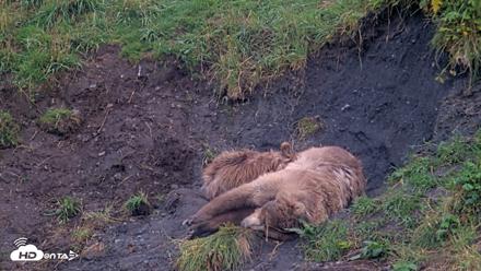 Kodiak Alaska Brown Bears Live Webcam - Aug 13, 2026, 7:33pm AKDT