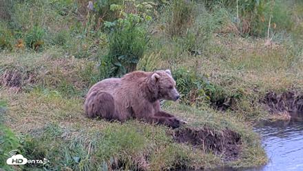 Kodiak Alaska Brown Bears Live Webcam - Aug 3, 2026, 8:07pm AKDT