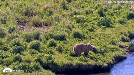 Kodiak Alaska Brown Bears Live Webcam - Jun 17, 2026, 10:34am AKDT