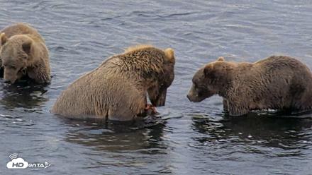 Kodiak Alaska Brown Bears Live Webcam - Aug 21, 2026, 8:05am AKDT