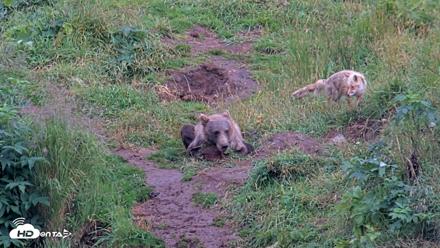 Kodiak Alaska Brown Bears Live Webcam - Aug 13, 2026, 7:40pm AKDT