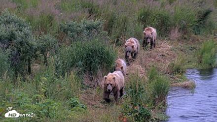 Kodiak Alaska Brown Bears Live Webcam - Aug 5, 2026, 6:53am AKDT