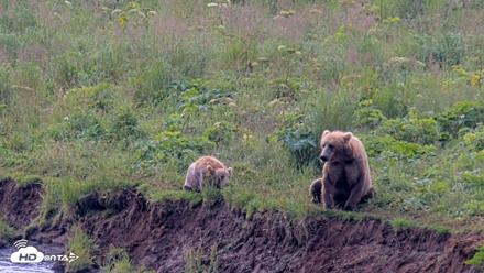 Kodiak Alaska Brown Bears Live Webcam - Aug 9, 2026, 12:04pm AKDT