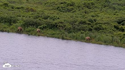 Kodiak Alaska Brown Bears Live Webcam - Jul 23, 2026, 2:45pm AKDT