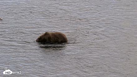 Kodiak Alaska Brown Bears Live Webcam - Aug 20, 2026, 5:19pm AKDT