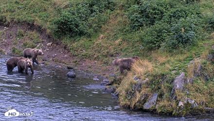 Kodiak Alaska Brown Bears Live Webcam - Aug 20, 2026, 9:14pm AKDT