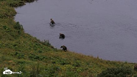 Kodiak Alaska Brown Bears Live Webcam - Aug 17, 2026, 8:45pm AKDT