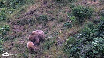 Kodiak Alaska Brown Bears Live Webcam - Aug 3, 2026, 10:11pm AKDT